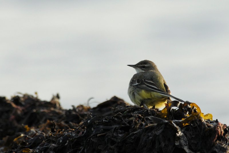 Yellow Wagtail  526.jpg
