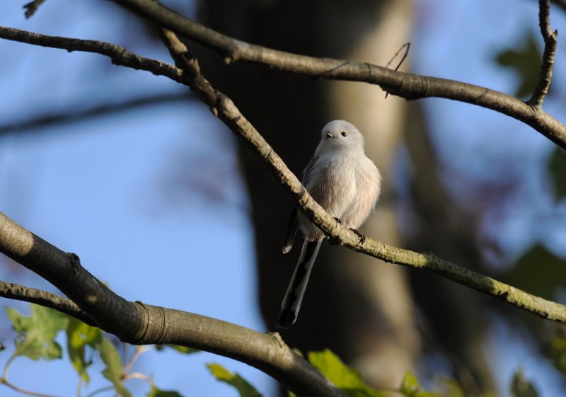 Long-tailed Tit  402.jpg