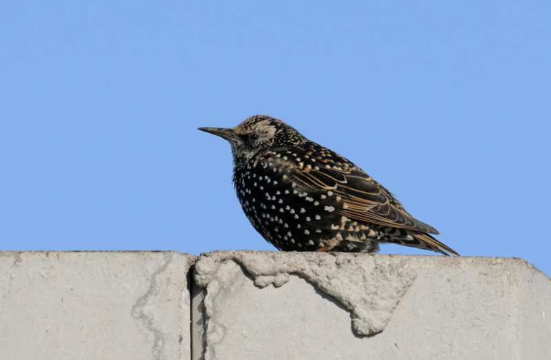 Starling  155.jpg