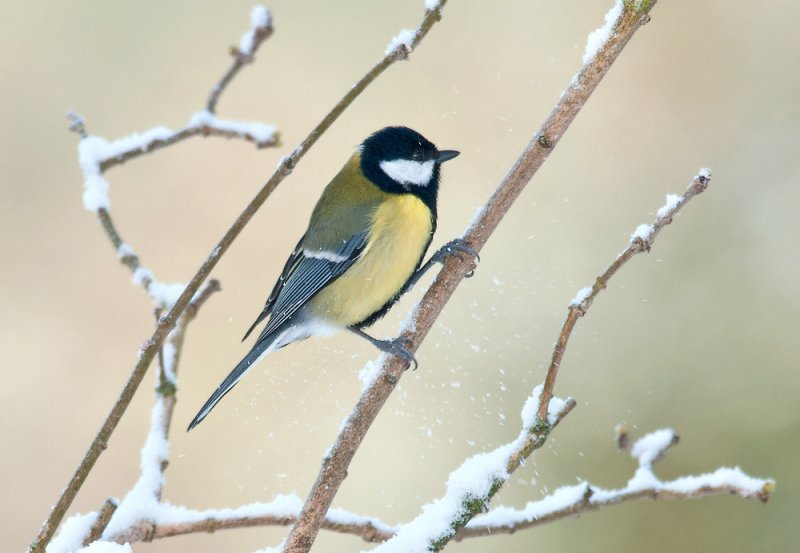 Great Tit  6218.jpg