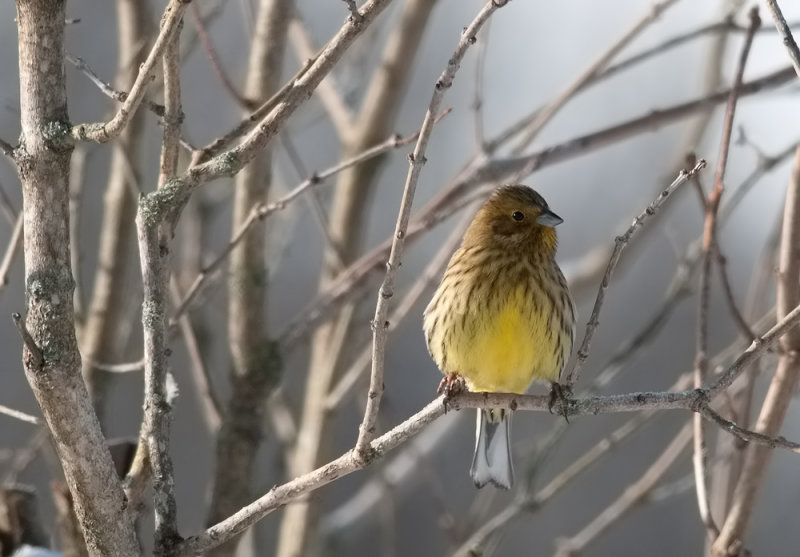 Yellowhammer  6640.jpg