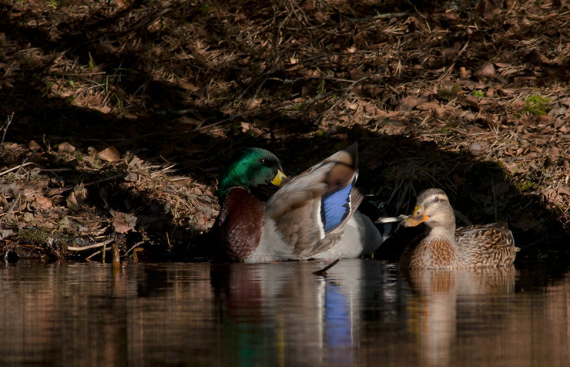 Mallard  8900.jpg