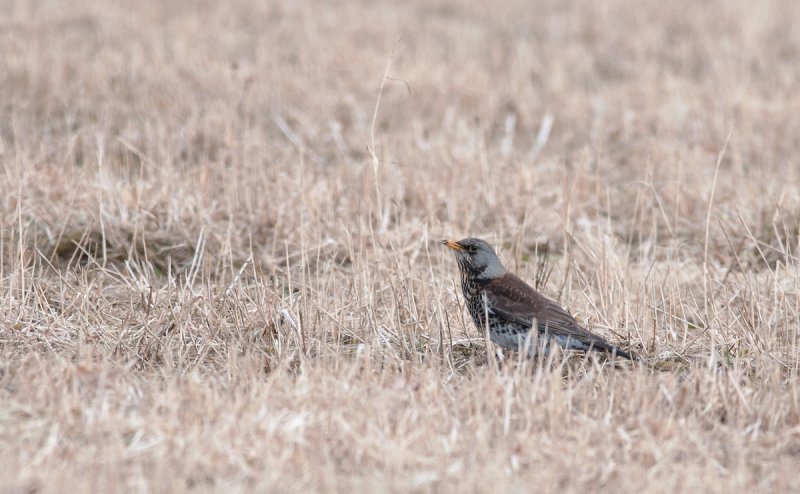 Fieldfare  9250.jpg