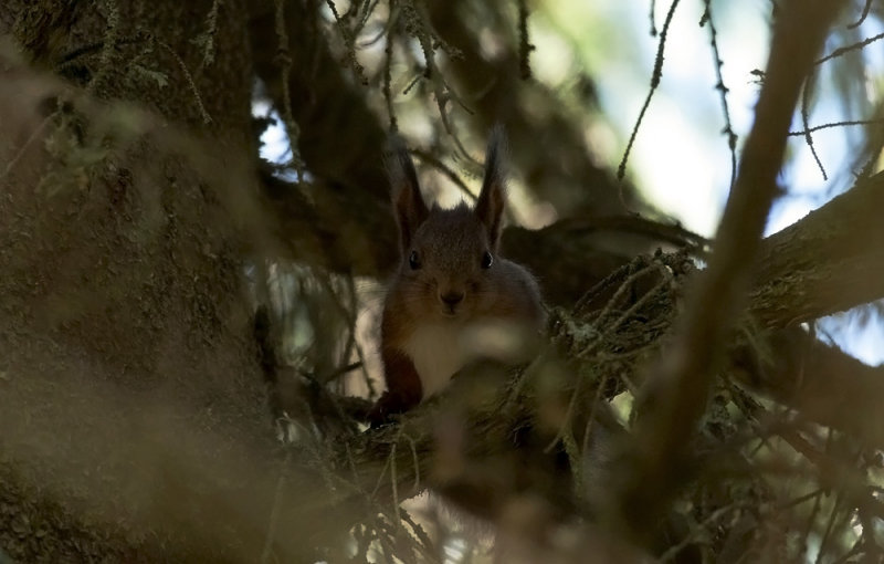 Sciurus vulgaris  1789.jpg
