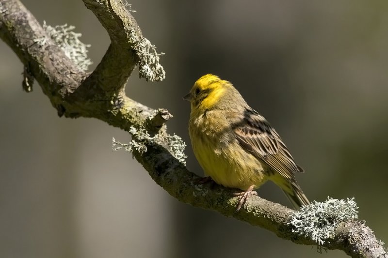 Yellowhammer  2433.jpg