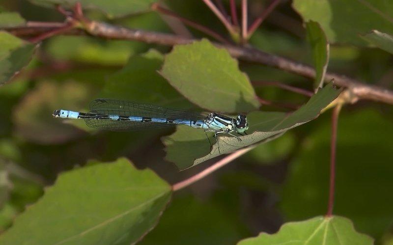 Coenagrion hastulatum  3182.jpg