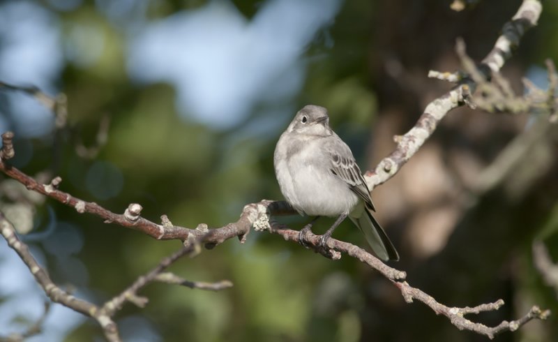 White Wagtail  4840.jpg