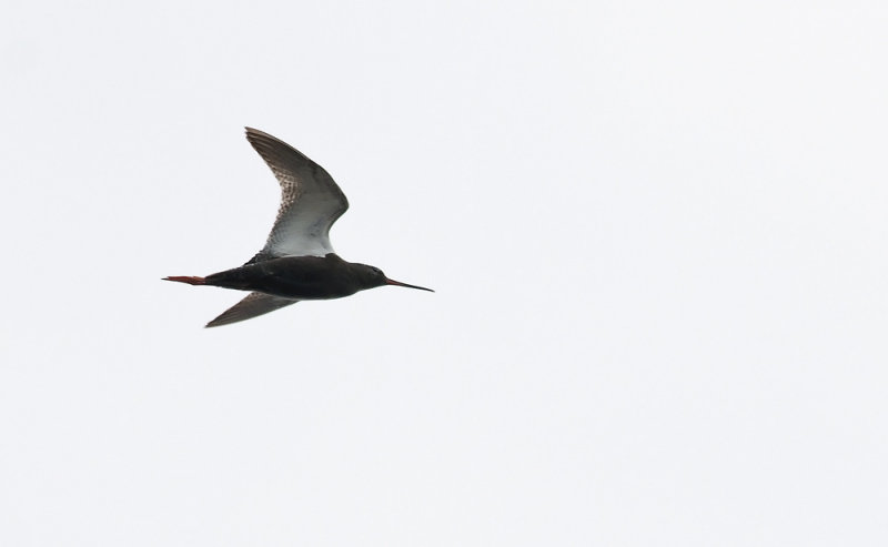 Spotted Redshank  5521.jpg