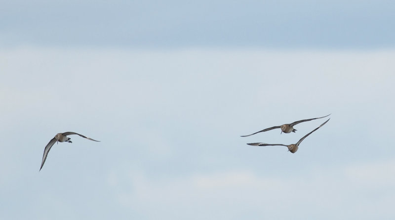 Black-tailed Godwit  5526.jpg