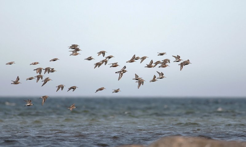 Dunlin, Curlew Sandpiper, Ruddy Turnstone  6037.jpg