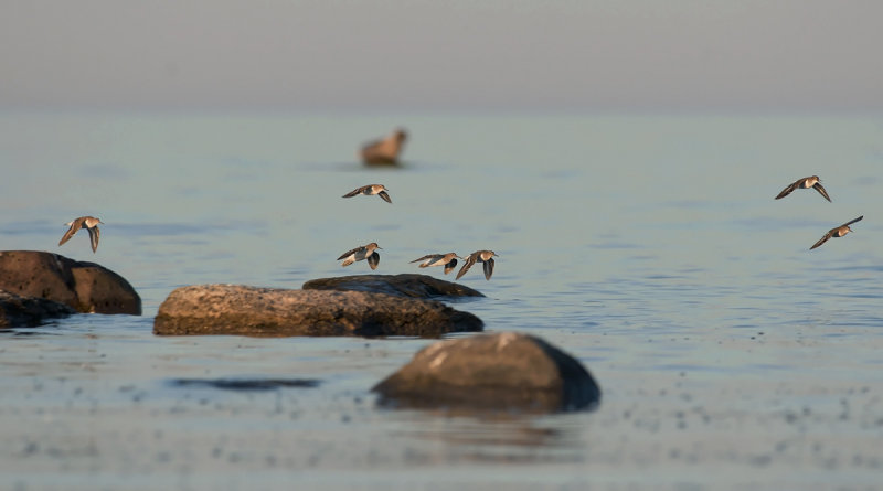 Common Sandpiper  8786.jpg
