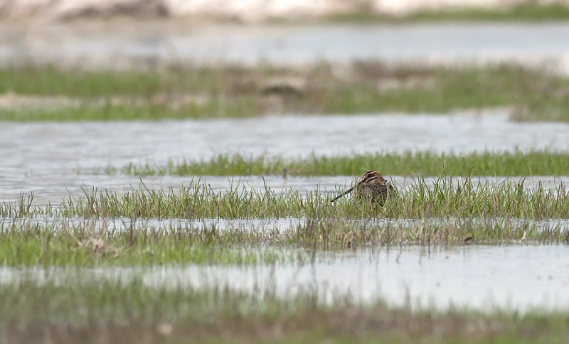 Common Snipe  0117.jpg