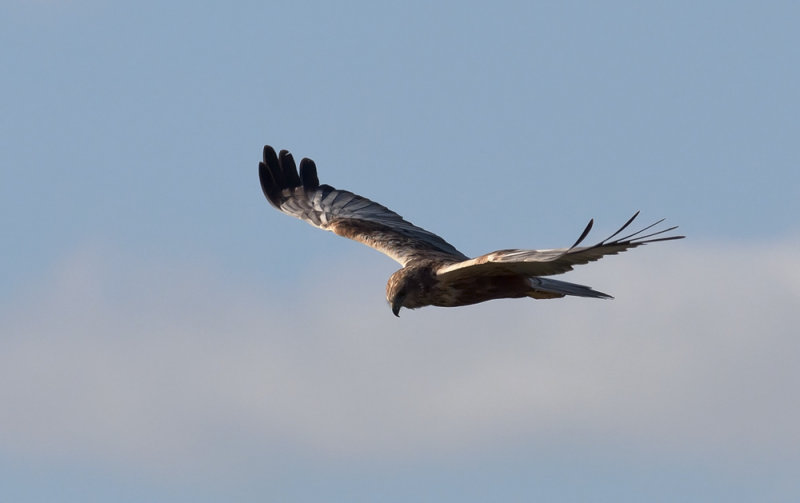 Marsh Harrier  1936.jpg