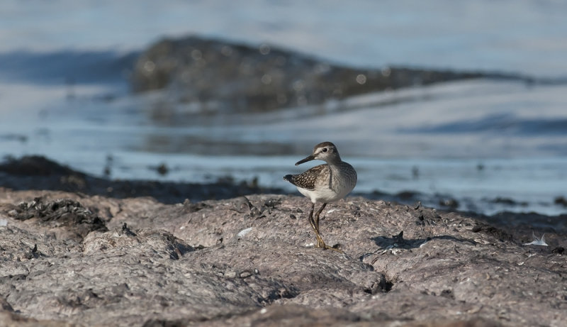 Wood Sandpiper  1940.jpg