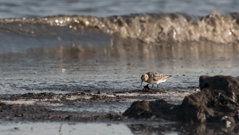 Sanderling  2015.jpg