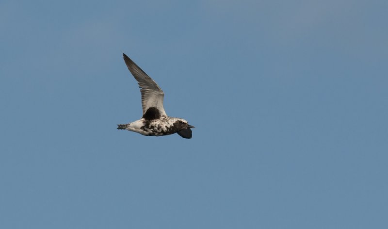 Grey Plover  2146.jpg