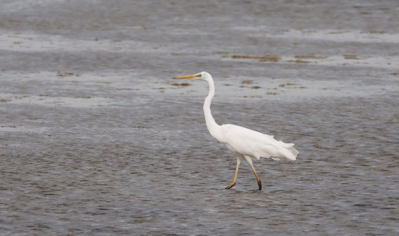Great White Egret  5283.jpg