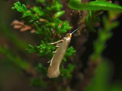 0437 Argyresthia glabratella 058.jpg