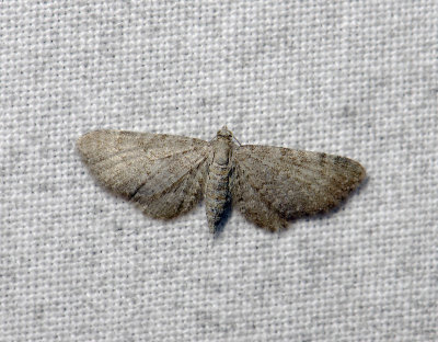 2438   Eupithecia plumbeolata  008.jpg