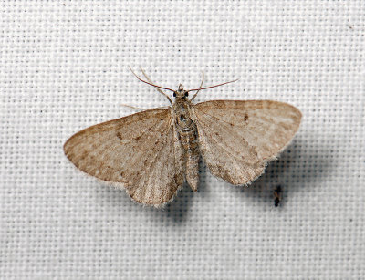 2434   Eupithecia tenuiata  131.jpg