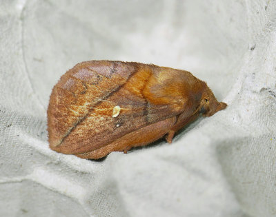 1944   Euthrix potatoria  265.jpg