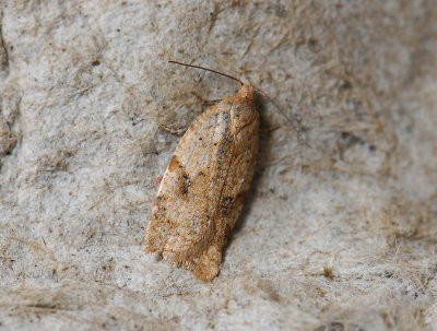 1253 Acleris aspersana 203.jpg