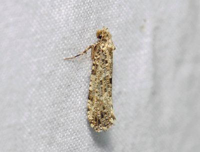 0199 Morophaga choragella 152.jpg