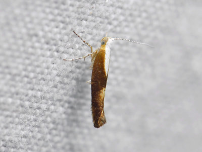 0461 Argyresthia albistria 283.jpg