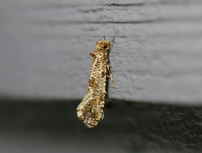 0199 Morophaga choragella 267.jpg