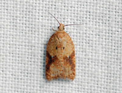 1261 Acleris ferrugana 109.jpg