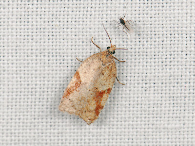 1262 Acleris notana 062.jpg