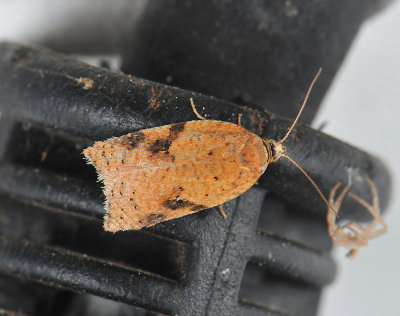 1261 Acleris ferrugana 005.jpg