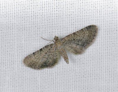 2438   Eupithecia plumbeolata  076.jpg