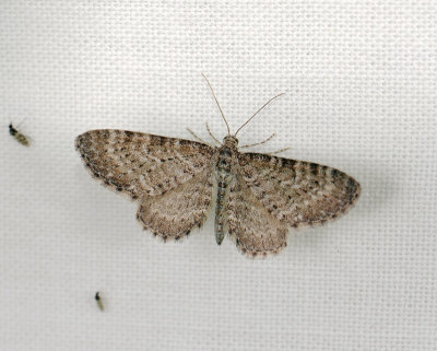 2600   Eupithecia  051.jpg