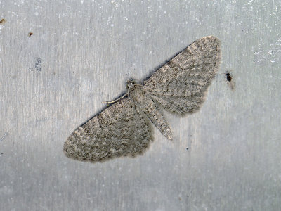 2438   Eupithecia plumbeolata  148.jpg