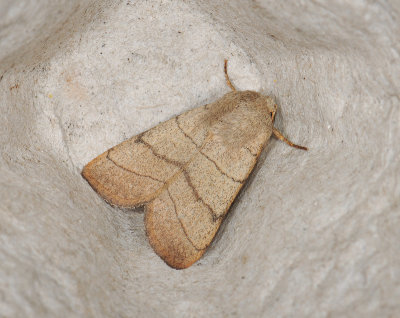 2802 Charanyca trigrammica 229.jpg