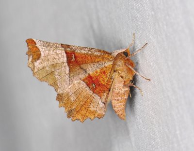 2212   Selenia lunularia  268.jpg