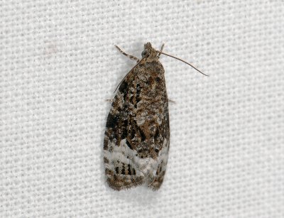 1370 Apotomis capreana 059.jpg