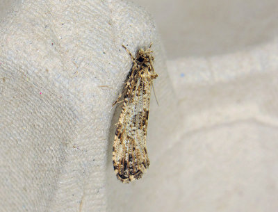 0199 Morophaga choragella 132.jpg
