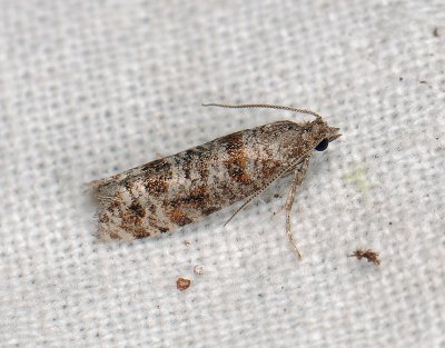 1521 Rhyacionia pinivorana 137.jpg