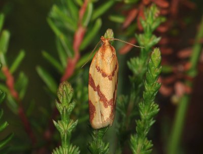 1333 Clepsis pallidana 015.jpg