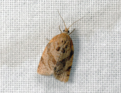 1336 Adoxophyes orana 059.jpg
