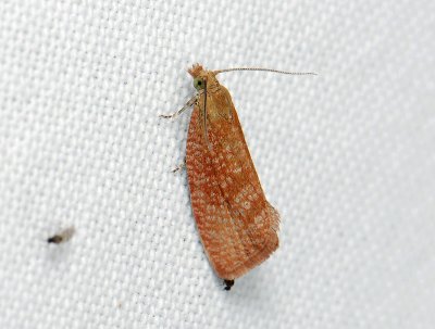 1383 Celypha rufana 141.jpg
