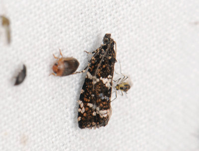 1388 Celypha tiedemanniana 031.jpg