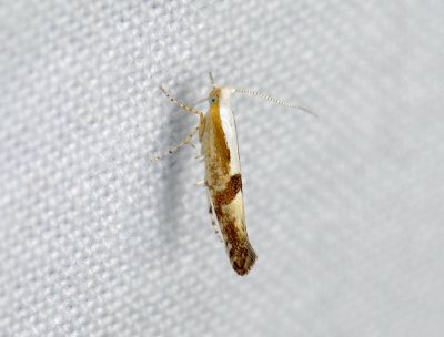 0459 Argyresthia pruniella 039.jpg