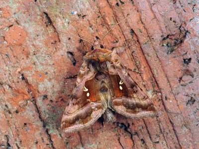 2649 Autographa jota 459.jpg
