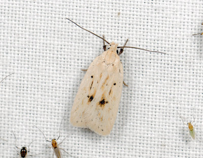 0554   Agonopterix kaekeritziana  010.jpg