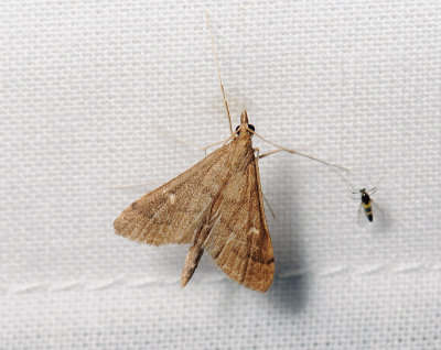 1926 Dolicharthria punctalis 061.jpg