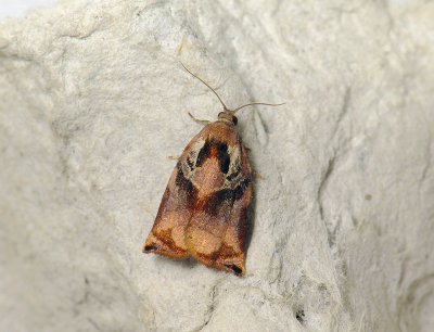 1307 Archips podana 084.jpg