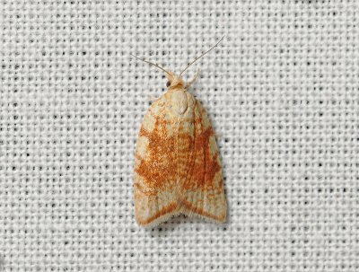 1236 Aleimma loeflingiana 097.jpg